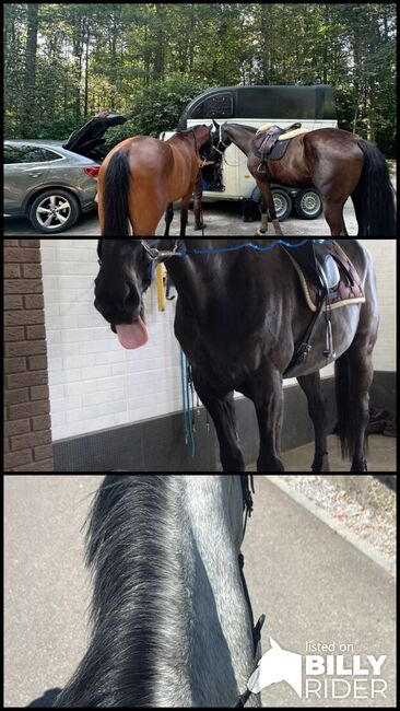 RB auf verschiedenen Pferde, Vaney, Horse Sharing, Seuzach, Image 4