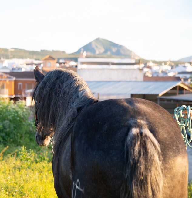 Bereit für dein Spanisches Traumpferd, Melanie Manzl (Passion Barock), Horses For Sale, 6341, Image 5