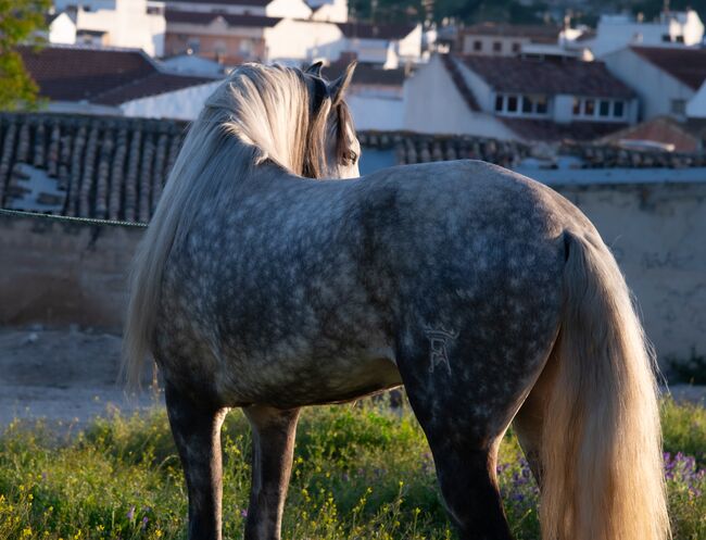 Bereit für dein Spanisches Traumpferd, Melanie Manzl (Passion Barock), Horses For Sale, 6341, Image 2