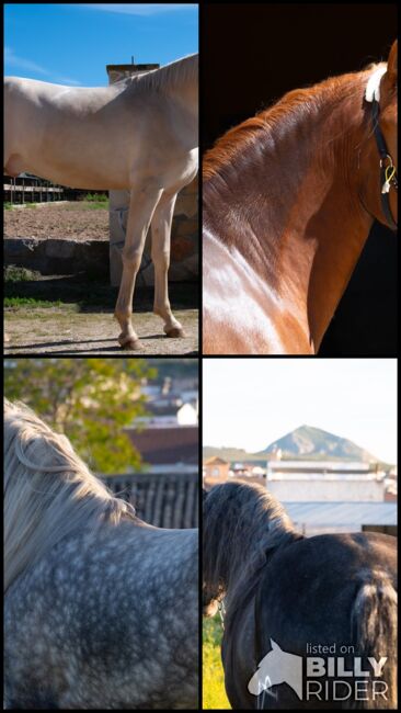 Bereit für dein Spanisches Traumpferd, Melanie Manzl (Passion Barock), Horses For Sale, 6341, Image 9