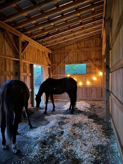 Aufzucht plac, Beckova Mila , Horse Stables, GEISENFELD 