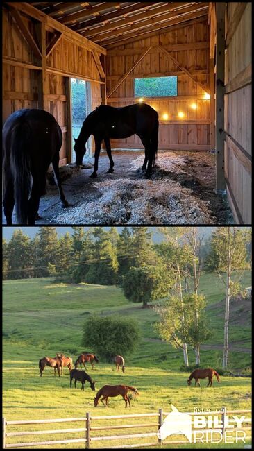 Aufzucht plac, Beckova Mila , Horse Stables, GEISENFELD , Image 3