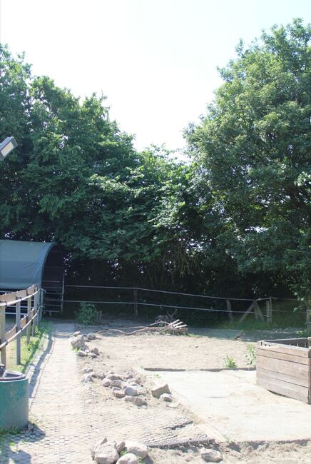 Aufzucht-Platz für Junghengst im Offenstall, Fiona Macom, Horse Stables, Ahrensbök , Image 19