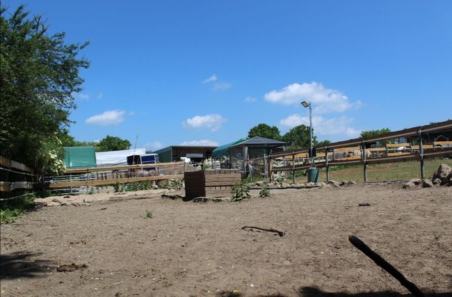 Aufzucht-Platz für Junghengst im Offenstall, Fiona Macom, Horse Stables, Ahrensbök , Image 21