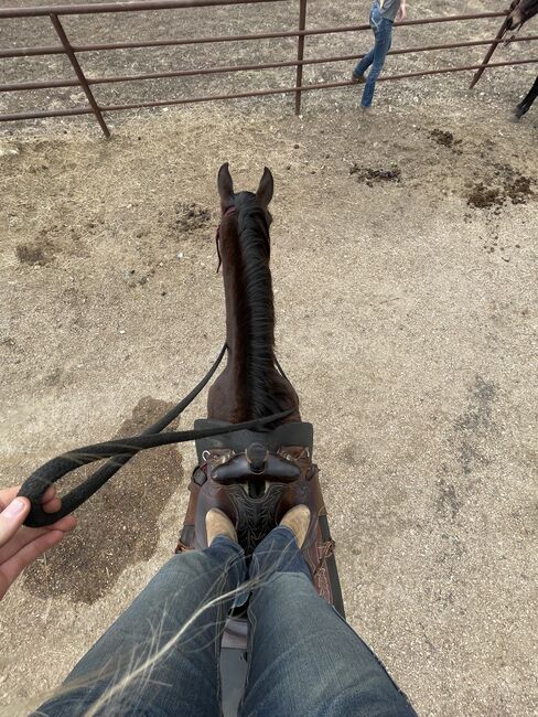 Rebel, gaited trail gelding. 8 years old, Avery , Horses For Sale, Kansas City, Image 3