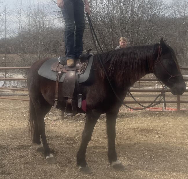 Rebel, gaited trail gelding. 8 years old, Avery , Konie na sprzedaż, Kansas City, Image 4