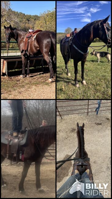 Rebel, gaited trail gelding. 8 years old, Avery , Pferd kaufen, Kansas City, Abbildung 5