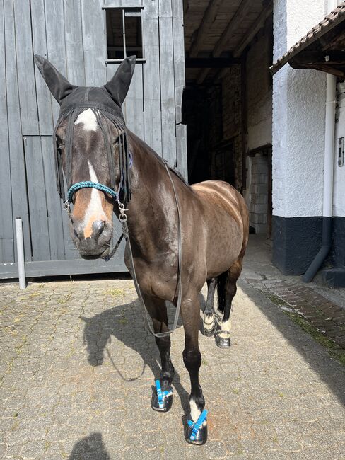 Freizeitpferd / Beisteller / Zur Verfügung, Carina , Horses For Sale, Dortmund 