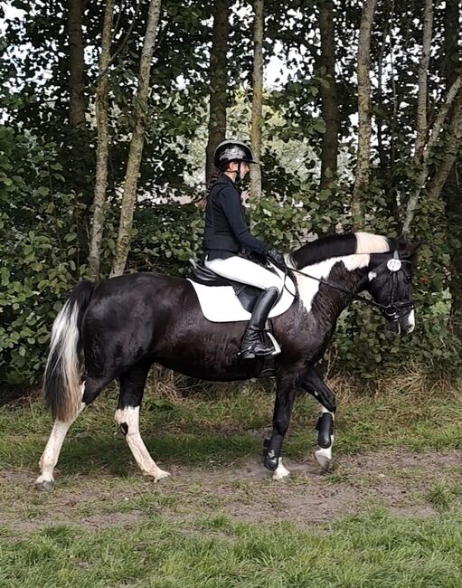 Freizeitpferd, Kinderpony, Wiedereinsteiger, Springpferd, Simone , Horses For Sale, Moorweg