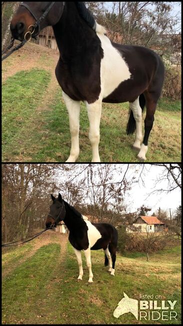 Freizeitpferde zu verkaufen, Jozsef, Horses For Sale, Békés, Image 3