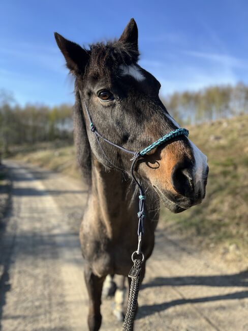 Freizeitpferd / Beisteller / Zur Verfügung, Carina , Horses For Sale, Dortmund , Image 2