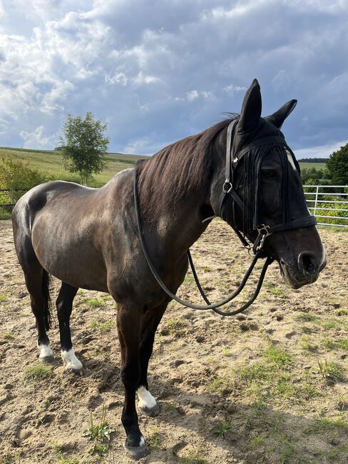 Freizeitpferd / Beisteller / Zur Verfügung, Carina , Horses For Sale, Dortmund , Image 3