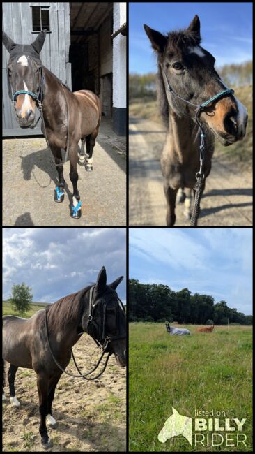 Freizeitpferd / Beisteller / Zur Verfügung, Carina , Horses For Sale, Dortmund , Image 6