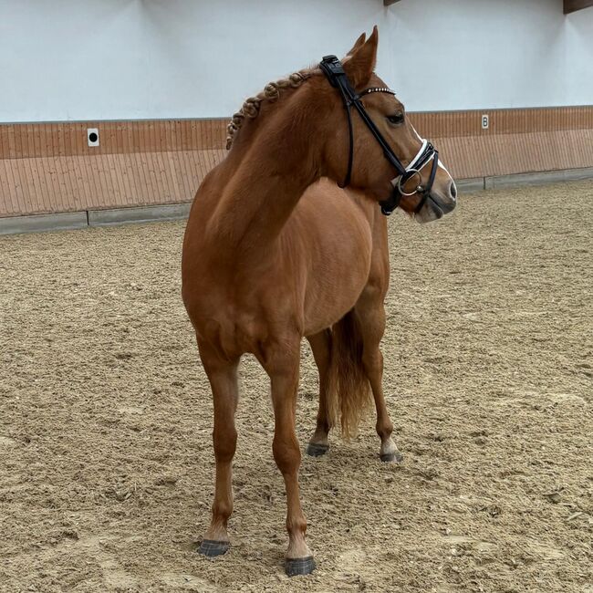 Red dun farbene, typvolle Reitpony Stute, Kerstin Rehbehn (Pferdemarketing Ost), Horses For Sale, Nienburg, Image 5