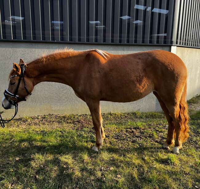 Red dun farbene, typvolle Reitpony Stute, Kerstin Rehbehn (Pferdemarketing Ost), Pferd kaufen, Nienburg, Abbildung 3