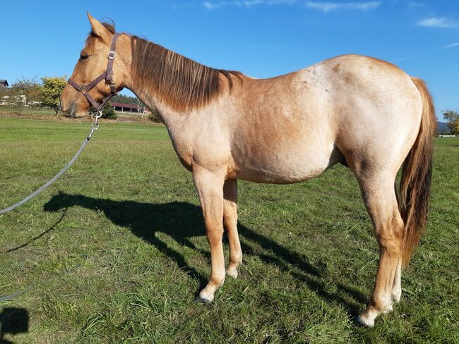 Red Dun Nachwuchstalent mit guter Reining Abstammung, Kerstin Rehbehn (Pferdemarketing Ost), Pferd kaufen, Nienburg
