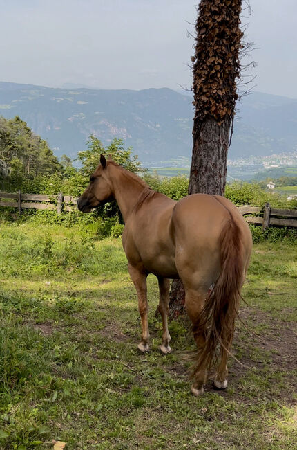 Red Dun Qh Stute - 3j mit toller Abstammung - unter Wert!, Amelie Liegl, Horses For Sale, Eppan, Image 4