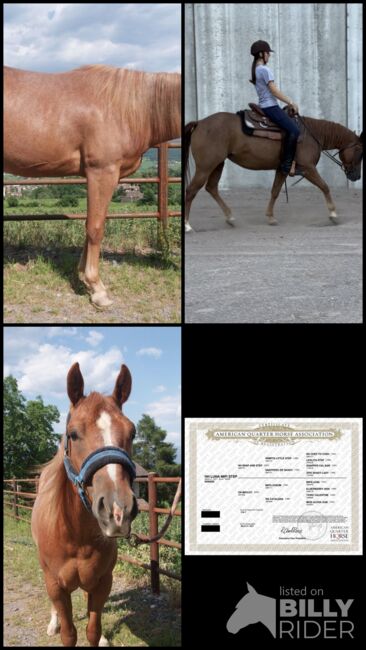 Red Roan Qh Stute aus 2021 sucht fördernde Hände, Amelie Liegl, Horses For Sale, Eppan, Image 8