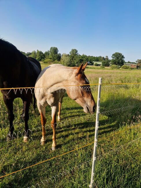 Red roan Quarter Horse Hengst mit top Allround Abstammung, Kerstin Rehbehn (Pferdemarketing Ost), Horses For Sale, Nienburg, Image 5
