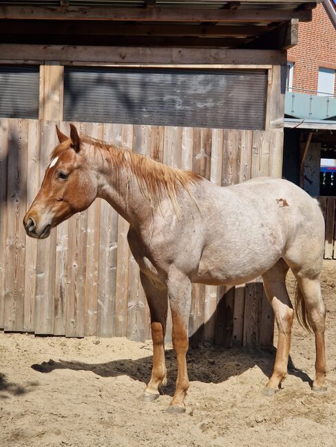 Red roan Quarter Horse Hengst mit top Allround Abstammung, Kerstin Rehbehn (Pferdemarketing Ost), Horses For Sale, Nienburg, Image 4