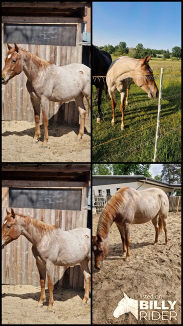 Red roan Quarter Horse Hengst mit top Allround Abstammung, Kerstin Rehbehn (Pferdemarketing Ost), Horses For Sale, Nienburg, Image 6