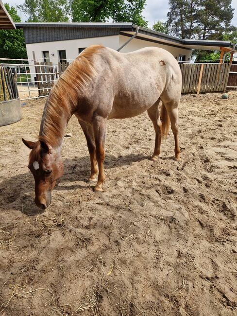 Red roan Quarter Horse Hengst mit top Allround Abstammung, Kerstin Rehbehn (Pferdemarketing Ost), Horses For Sale, Nienburg, Image 3