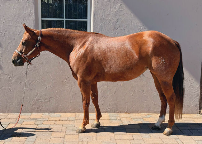 Red Roan Wimpy Enkelin (2021) sucht fördernde Hände, Amelie Liegl, Horses For Sale, Eppan