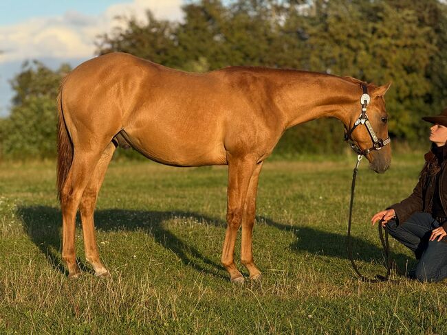 Red Smart Gun - Quarter Horse Hengstjährling mit Perspektive, Kerstin Rehbehn (Pferdemarketing Ost), Konie na sprzedaż, Nienburg, Image 3