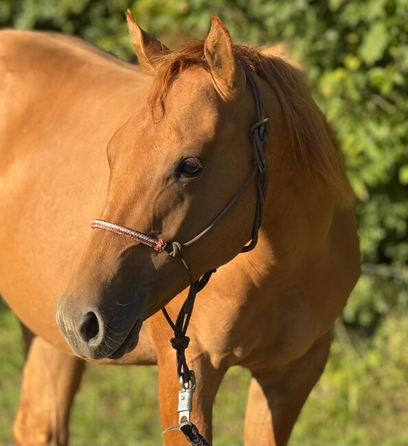 Red Smart Gun - Quarter Horse Hengstjährling mit Perspektive, Kerstin Rehbehn (Pferdemarketing Ost), Pferd kaufen, Nienburg, Abbildung 4