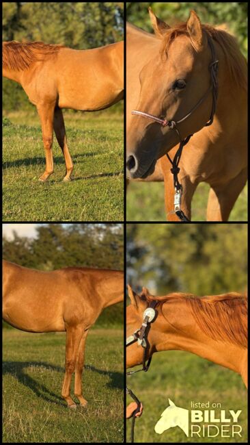 Red Smart Gun - Quarter Horse Hengstjährling mit Perspektive, Kerstin Rehbehn (Pferdemarketing Ost), Pferd kaufen, Nienburg, Abbildung 5