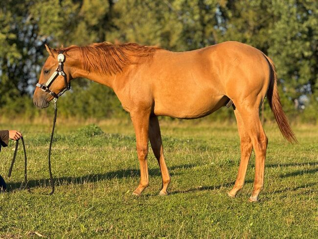 Red Smart Gun - Quarter Horse Hengstjährling mit Perspektive, Kerstin Rehbehn (Pferdemarketing Ost), Pferd kaufen, Nienburg