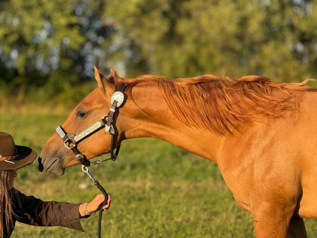 Red Smart Gun - Quarter Horse Hengstjährling mit Perspektive, Kerstin Rehbehn (Pferdemarketing Ost), Pferd kaufen, Nienburg, Abbildung 2