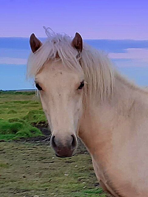 Bereit zum Beritt, Islandpferde-aus-Island, Horses For Sale, Südisland