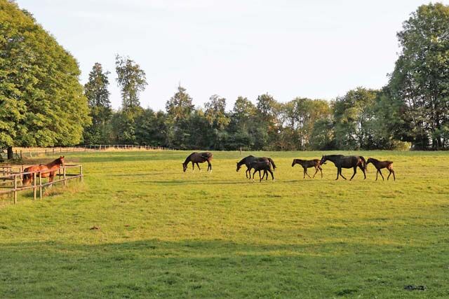 Ref2305 Niedersachen - Gestüt mit viel Land in Alleinlage zu verkaufen, Sabine Wesseln, Maras World of Horses (Maras World of Horses, Maras World Solutions S.L.), Nieruchomości jeździeckie, Springe, Image 6