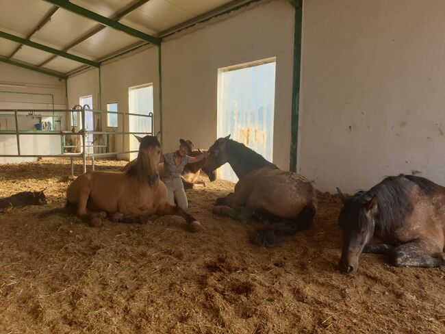 Ref2342 Andalusien, Provinz Murcia, Campo de Ricote - Traumfinca für Pferdefreunde!, Sabine Wesseln, Maras World of Horses (Maras World Solutions S.L.), Equestrian Properties, Campo de Ricote, Image 9