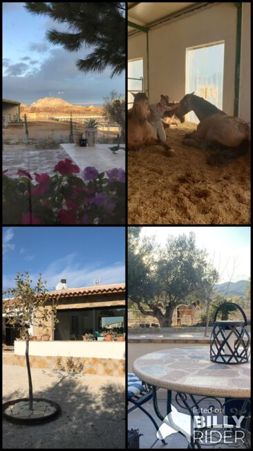 Ref2342 Andalusien, Provinz Murcia, Campo de Ricote - Traumfinca für Pferdefreunde!, Sabine Wesseln, Maras World of Horses (Maras World Solutions S.L.), Equestrian Properties, Campo de Ricote, Image 11