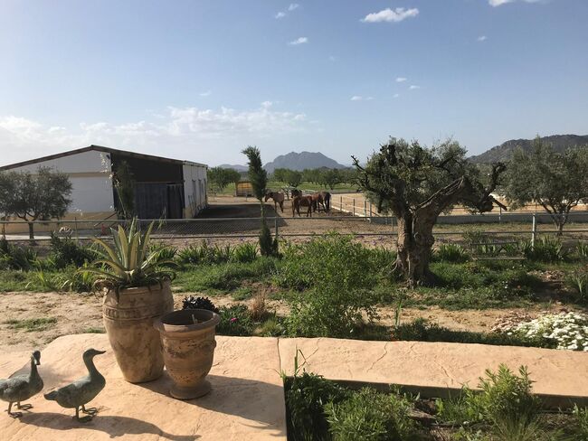 Ref2342 Andalusien, Provinz Murcia, Campo de Ricote - Traumfinca für Pferdefreunde!, Sabine Wesseln, Maras World of Horses (Maras World Solutions S.L.), Equestrian Properties, Campo de Ricote, Image 8