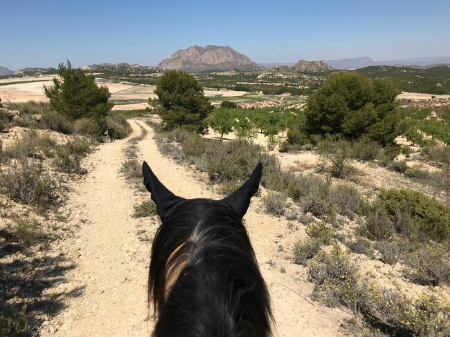 Ref2342 Andalusien, Provinz Murcia, Campo de Ricote - Traumfinca für Pferdefreunde!, Sabine Wesseln, Maras World of Horses (Maras World Solutions S.L.), Equestrian Properties, Campo de Ricote, Image 10