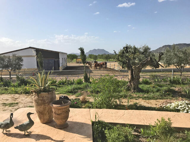 Ref2342 Provinz Murcia, Campo de Ricote - tolle Finca mit 2 Häusern und Pferdestall, Sabine Wesseln, Maras World of Horses (Maras World Solutions S.L.), Equestrian Properties, Campo de Ricote, Image 7