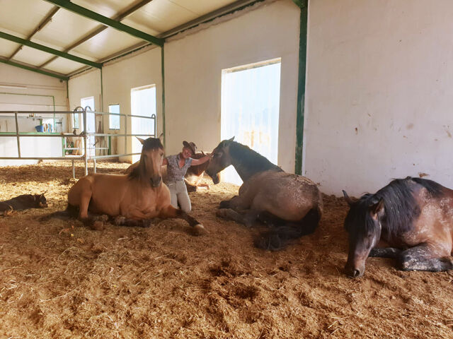Ref2342 Provinz Murcia, Campo de Ricote - tolle Finca mit 2 Häusern und Pferdestall, Sabine Wesseln, Maras World of Horses (Maras World Solutions S.L.), Equestrian Properties, Campo de Ricote, Image 8