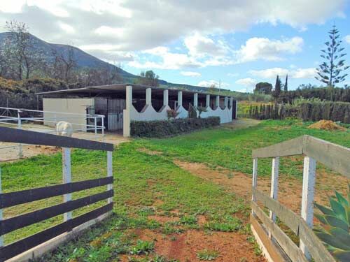 Ref2506LO Andalusien, Alhaurin El Grande - Finca mit Wohnhaus, Pferdestall, Reitplatz zu verkaufen, Sabine Wesseln, Maras World of Horses (Maras World of Horses, Maras World Solutions S.L.), Pferdeimmobilien, Alhaurin El Grande, Abbildung 3