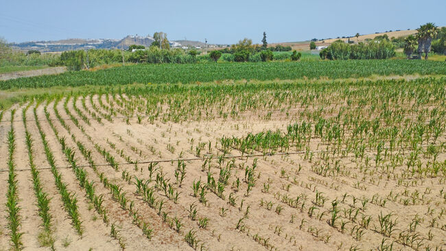 Ref2536M Andalusien, Arcos de la Frontera - Finca mit Stierkampfarena, Gewerbehallen, Reitplatz .., Sabine Wesseln, Maras World of Horses (Maras World Solutions S.L.), Equestrian Properties, Chiclana de la Frontera, Image 9