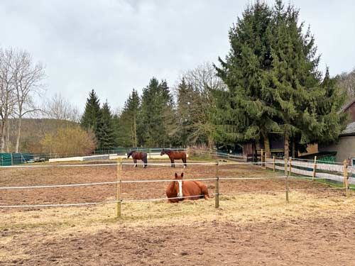 Ref2539 Hessen, Vogelsbergkreis, Schlitz, Haus mit Pferdestall, Reitplatz zu verkaufen, Sabine Wesseln, Maras World of Horses (Maras World Solutions S.L.), Pferdeimmobilien, Schlitz, Abbildung 6