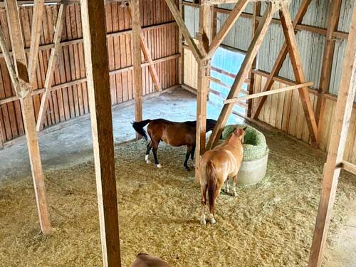 Ref2539 Hessen, Vogelsbergkreis, Schlitz, Haus mit Pferdestall, Reitplatz zu verkaufen, Sabine Wesseln, Maras World of Horses (Maras World Solutions S.L.), Pferdeimmobilien, Schlitz, Abbildung 4