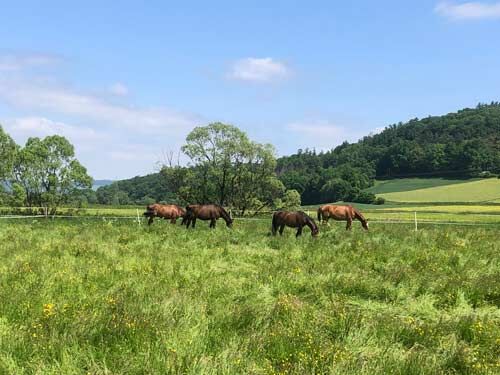 Ref2539 Hessen, Vogelsbergkreis, Schlitz, Haus mit Pferdestall, Reitplatz zu verkaufen, Sabine Wesseln, Maras World of Horses (Maras World Solutions S.L.), Equestrian Properties, Schlitz, Image 8