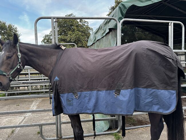 Regendecke 145?, Harry horse , Marei , Horse Blankets, Sheets & Coolers, Norderstedt 