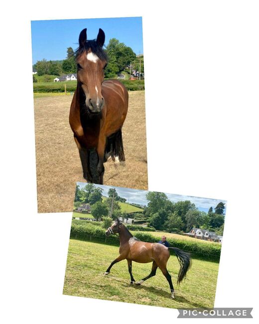 Registered Part Bred Section D 4 year Old Mare, Terri, Horses For Sale, Pentre'r beirdd, Image 2