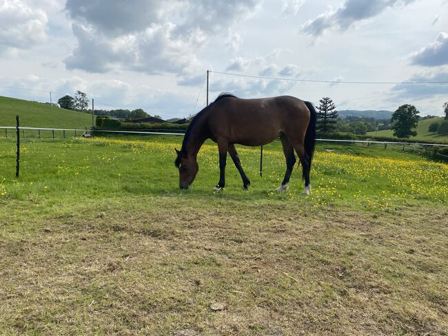 Registered Part Bred Section D 4 year Old Mare, Terri, Horses For Sale, Pentre'r beirdd, Image 4
