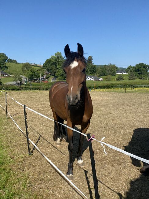 Registered Part Bred Section D 4 year Old Mare, Terri, Pferd kaufen, Pentre'r beirdd, Abbildung 5