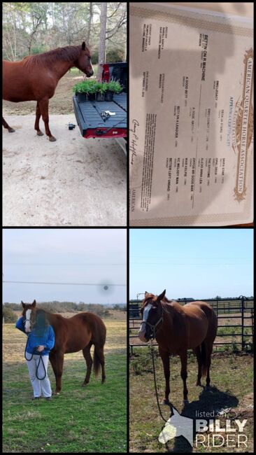 Registered QH western pleasure mare., Amber, Horses For Sale, Magnolia, Image 5